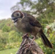 Image of Prevost's Ground Sparrow