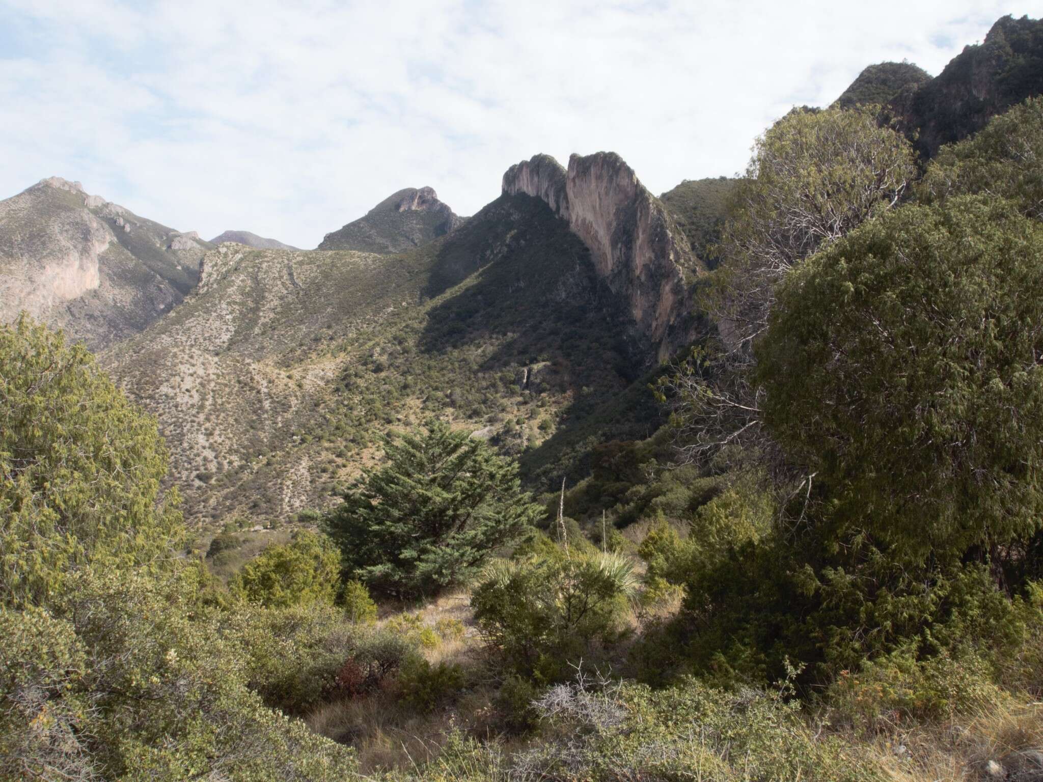 Image of Drooping Juniper