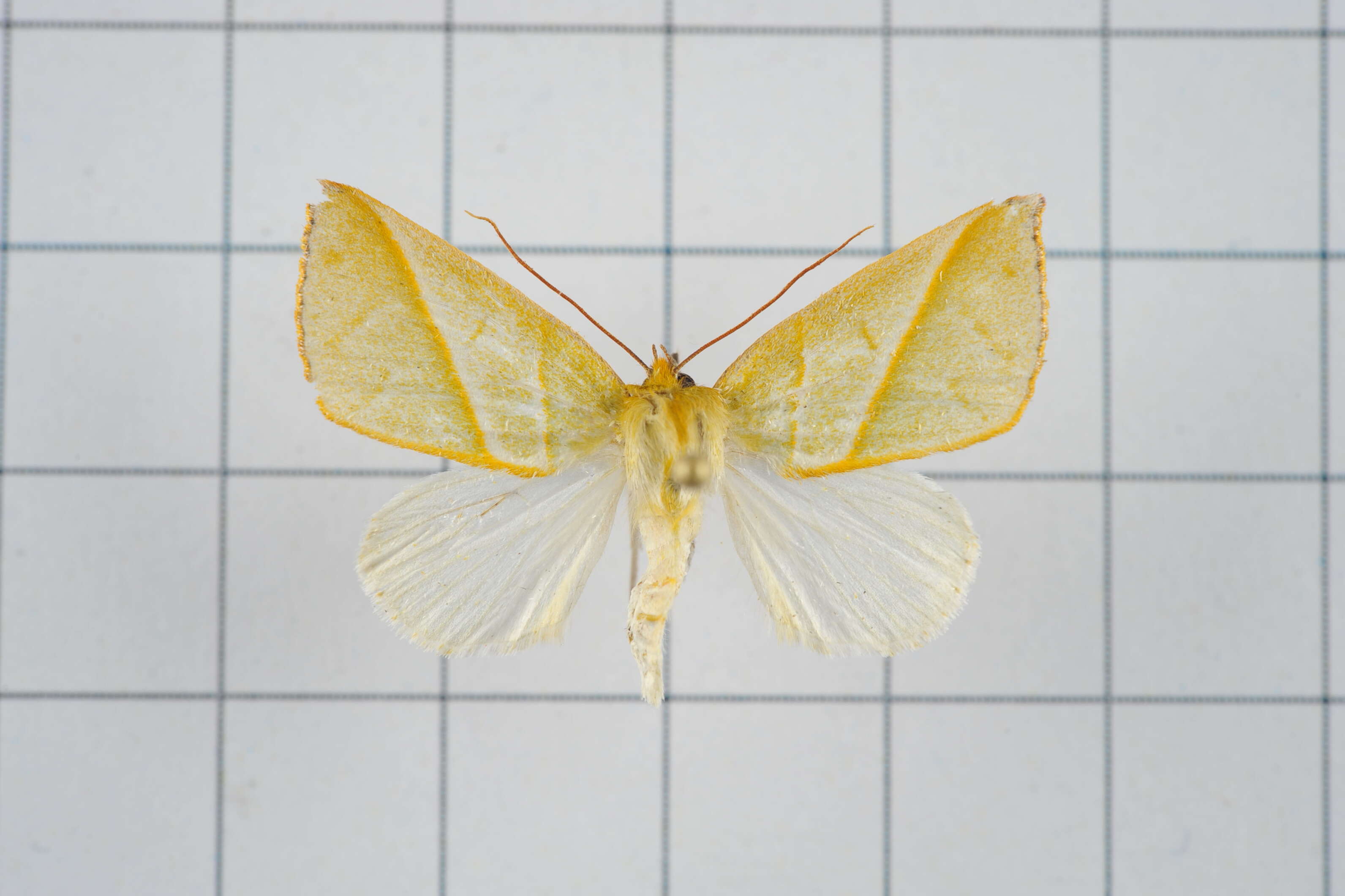 Image of Hylophilodes tsukusensis Nagano 1918