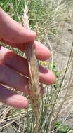 Image of European beachgrass