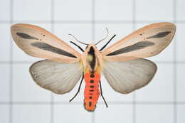 صورة Creatonotos gangis Linnaeus 1763