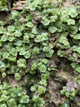 Image of Marchantia inflexa Nees & Mont.