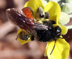 Image of Andrena prima Casad 1896