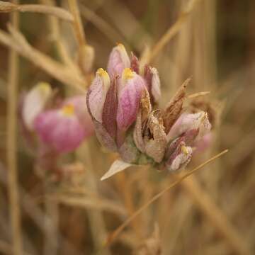 Image of saltmarsh bird's-beak