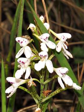 Imagem de Disa saxicola Schltr.