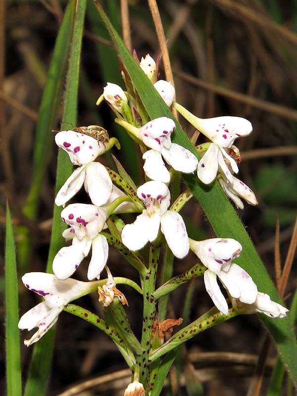 صورة Disa saxicola Schltr.