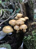 Image of sheathed woodtuft