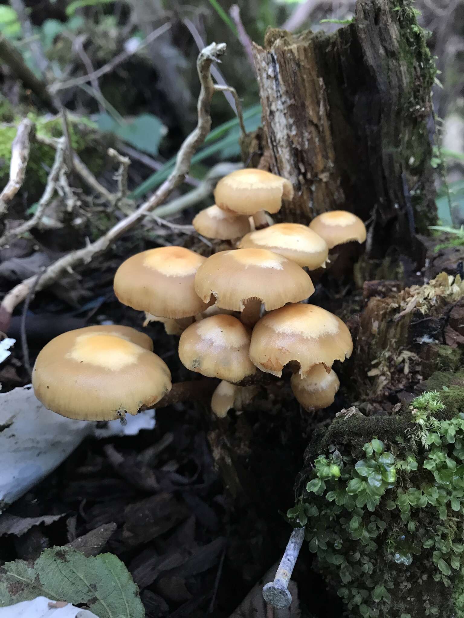 Image of sheathed woodtuft