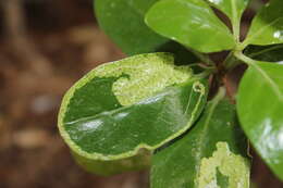 Image of Corythoxestis zorionella (Hudson 1918)