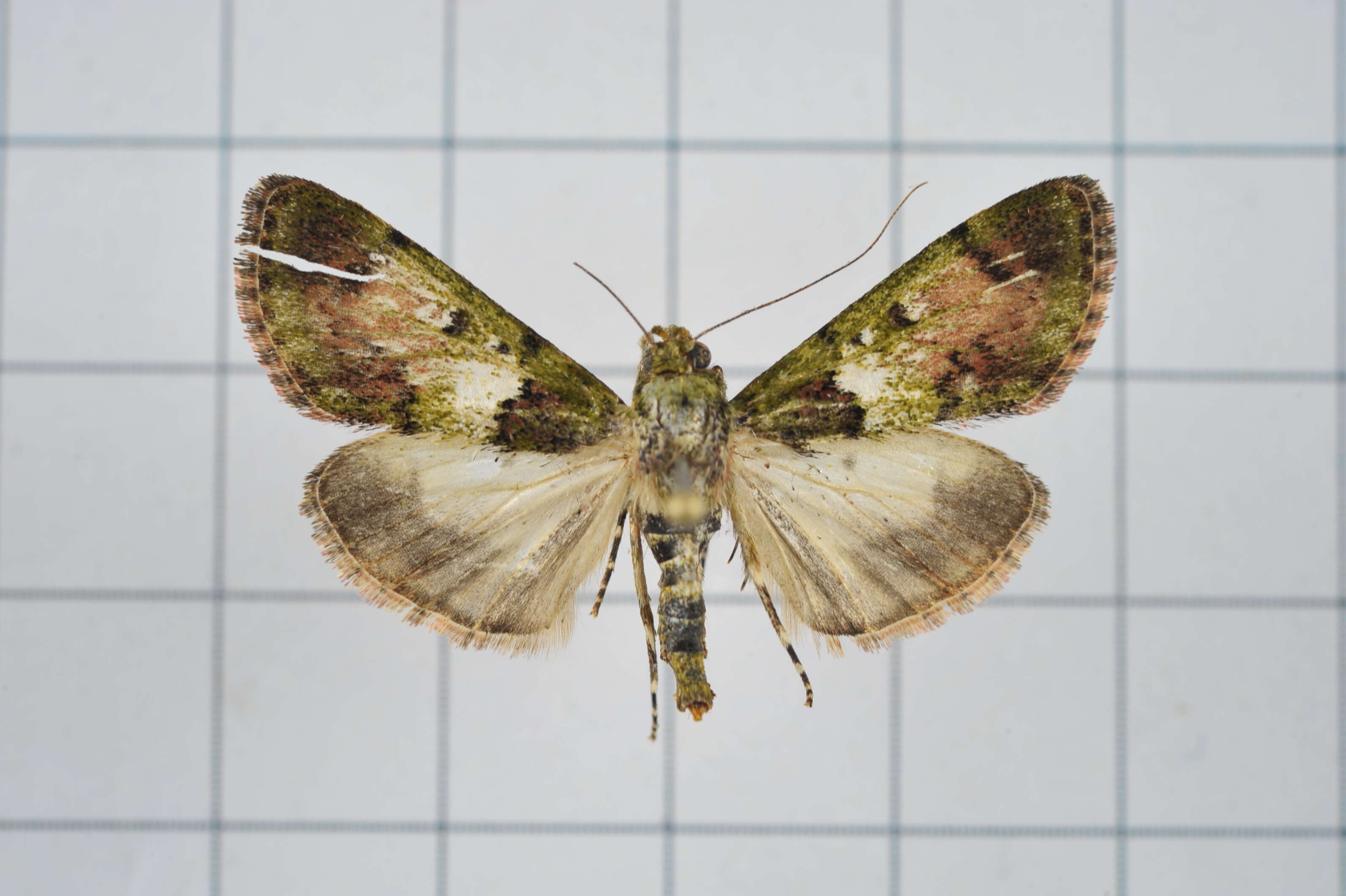 Image of Teliphasa nubilosa Moore