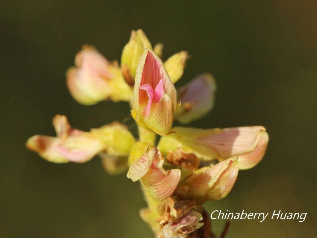 Слика од Flemingia macrophylla (Willd.) Merr.