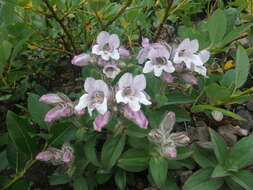 Image of Pennellianthus frutescens (Lamb.) Crosswhite