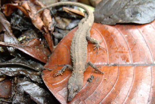 Echinosaura panamensis Barbour 1924的圖片