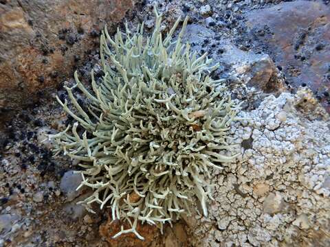 Image of Niebla ceruchoides Rundel & Bowler