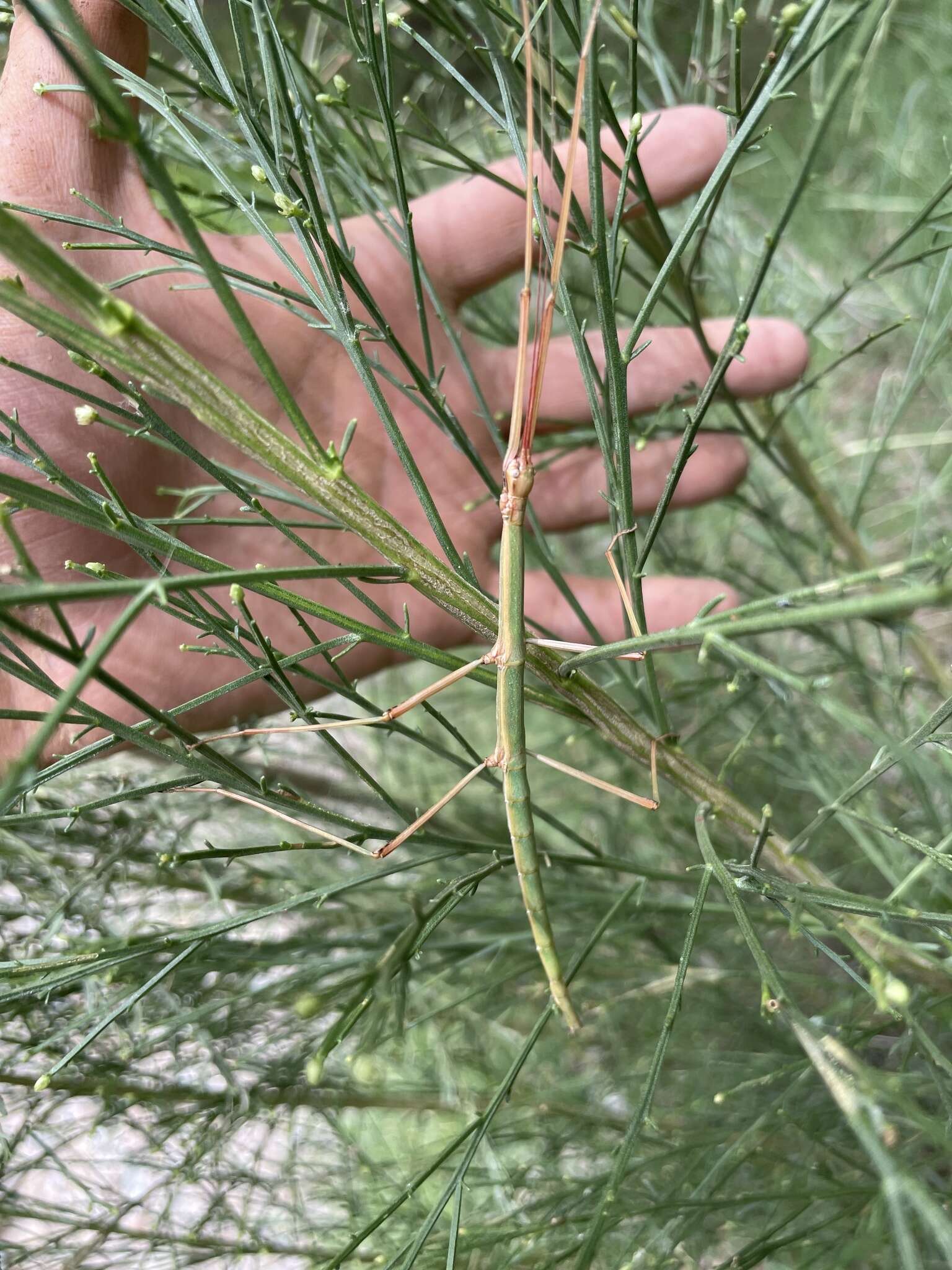 Image of Arizona Walkingstick