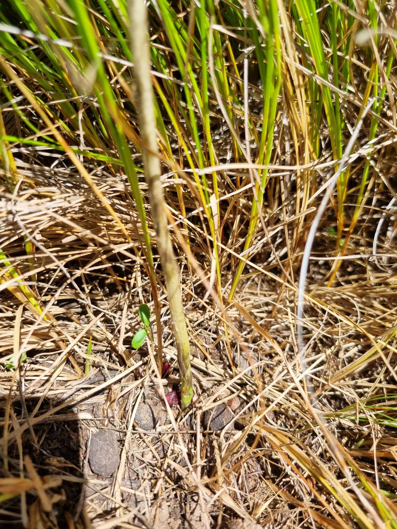 Image of Allium synnotii G. Don