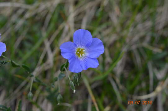 Imagem de Linum alpinum Jacq.