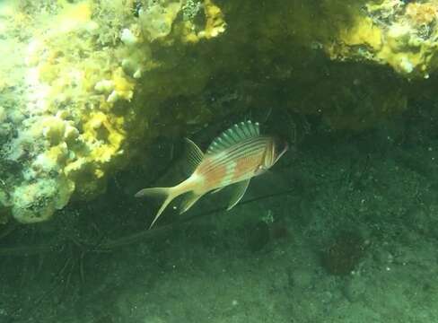 Image of Longspine Squirrelfish