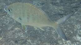 Image of Broad Shad