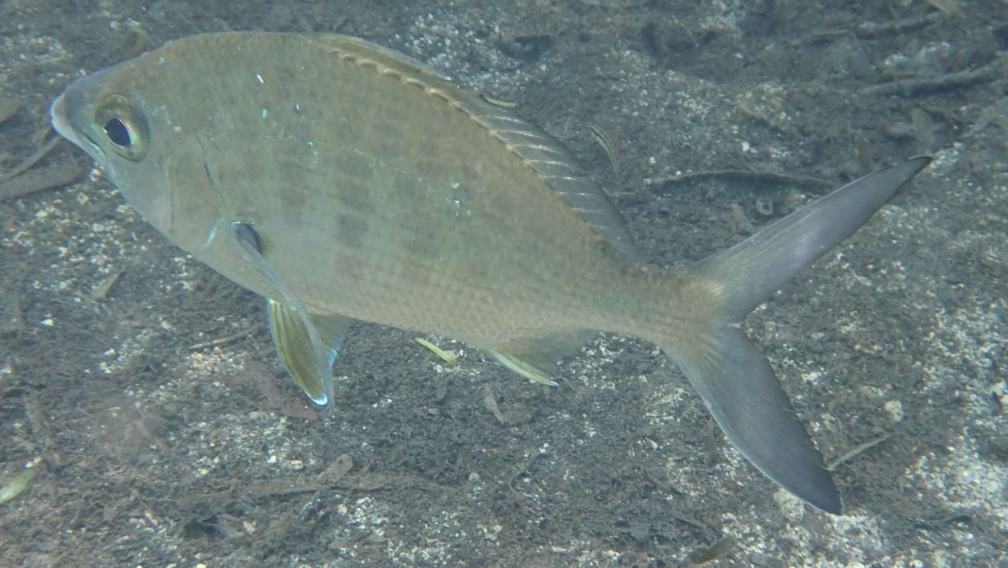 Image of Broad Shad