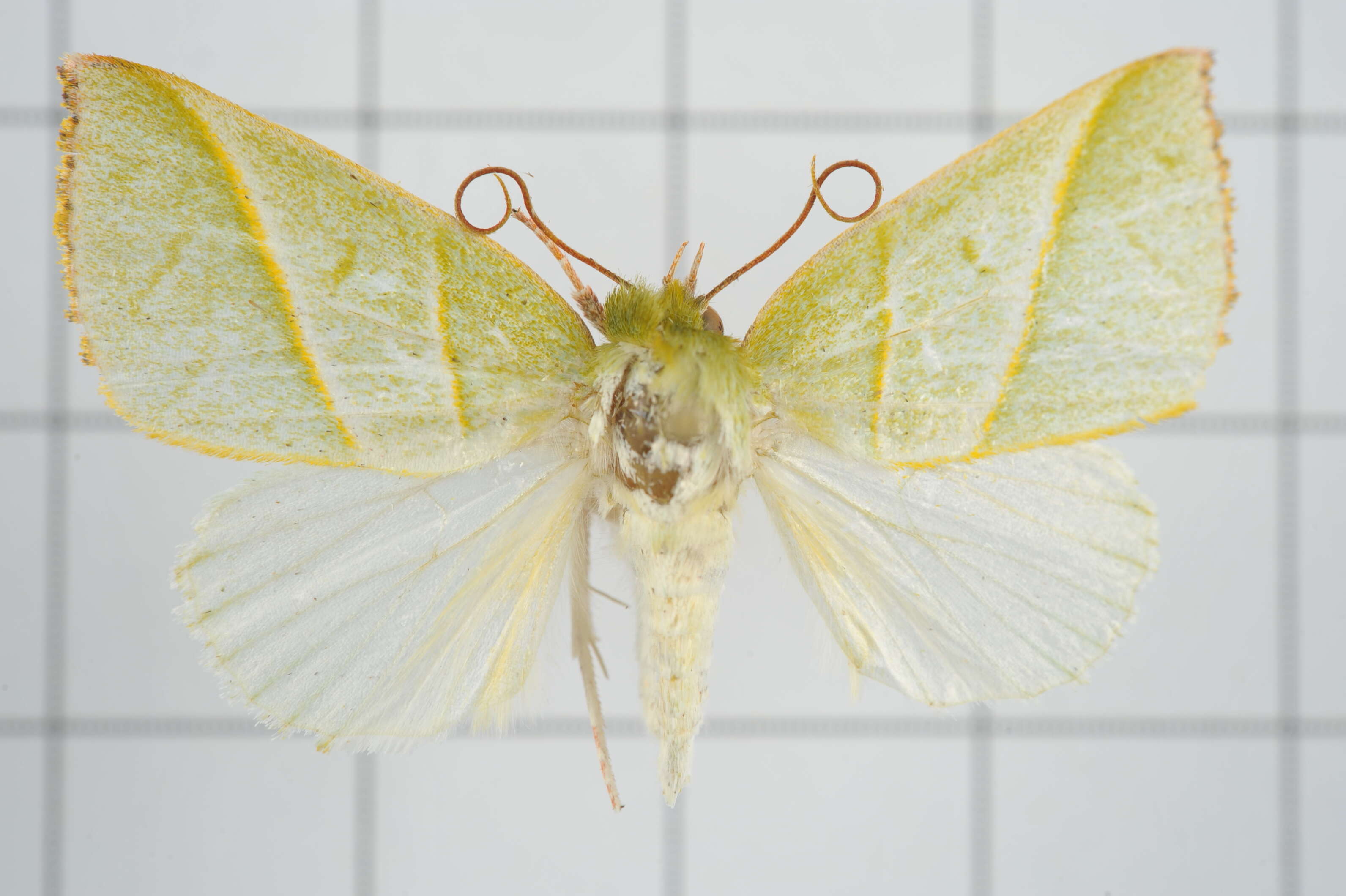 Image of Hylophilodes tsukusensis Nagano 1918