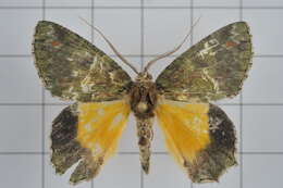 Image de Dindica polyphaenaria Guenée 1857