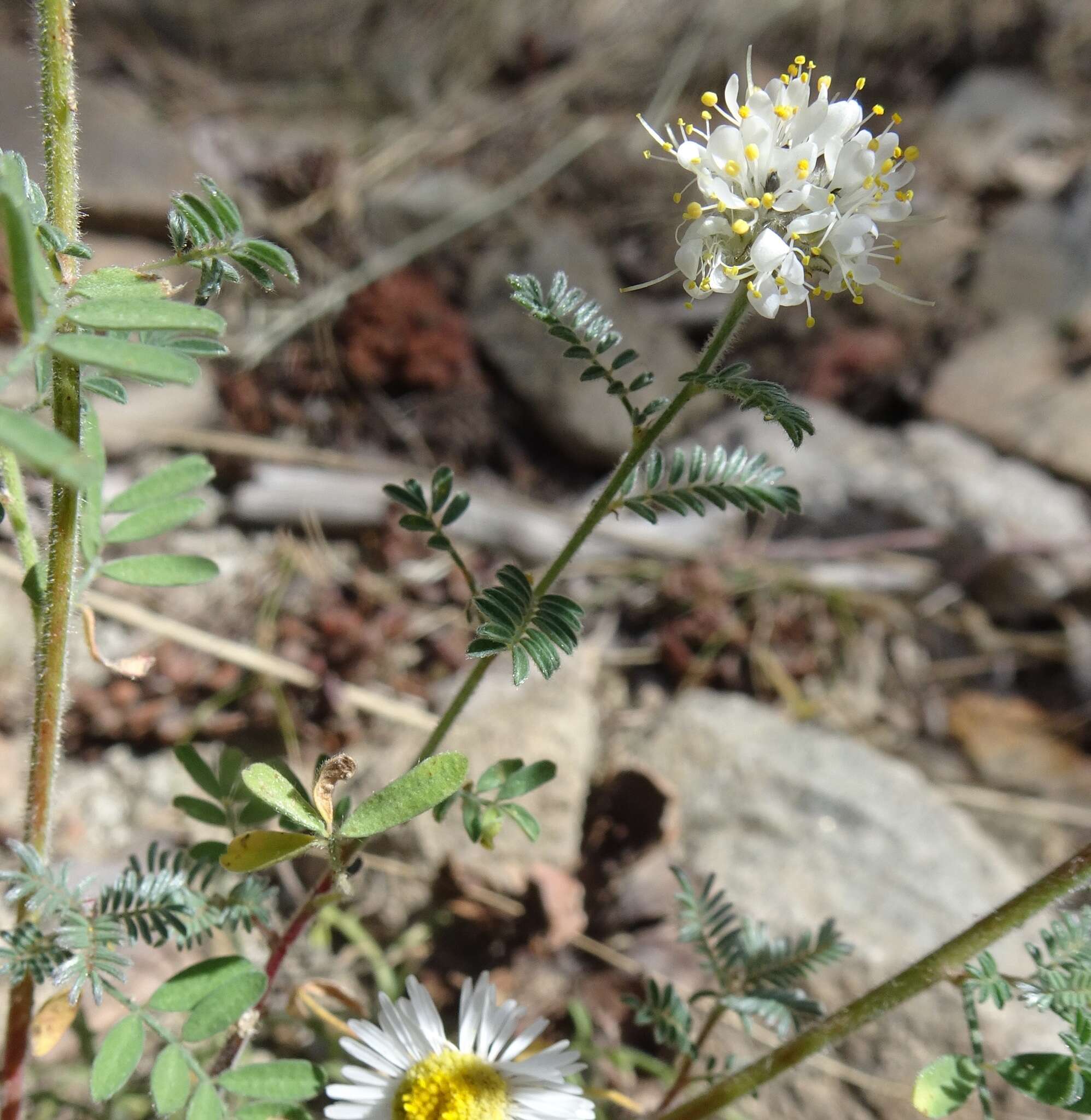 Image of whiteflower prairie clover