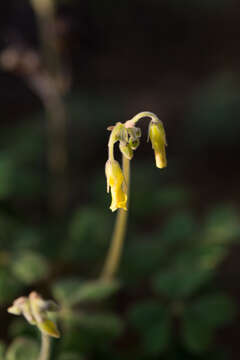 Image of Oxalis pes-caprae var. sericea (L. fil.) Salter