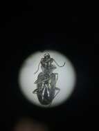 Image of Bembidion (Ochthedromus) bifossulatum (Le Conte 1852)