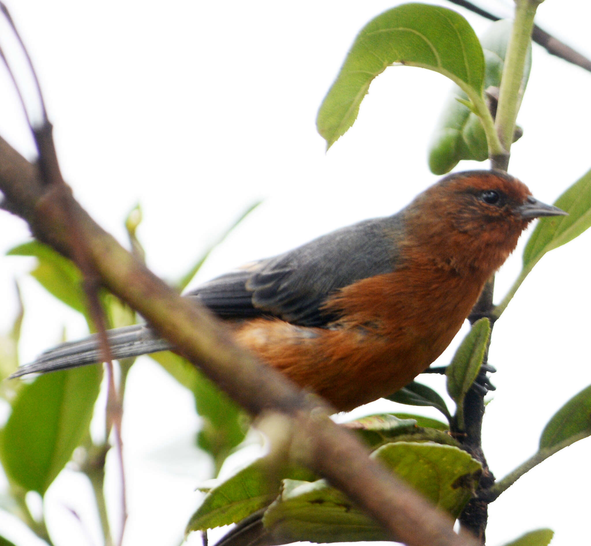 Image of Rufous-browed Conebill