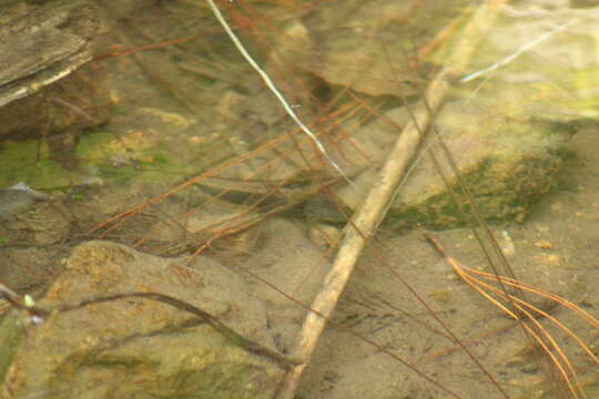 Image of Michoacan Stream Salamander