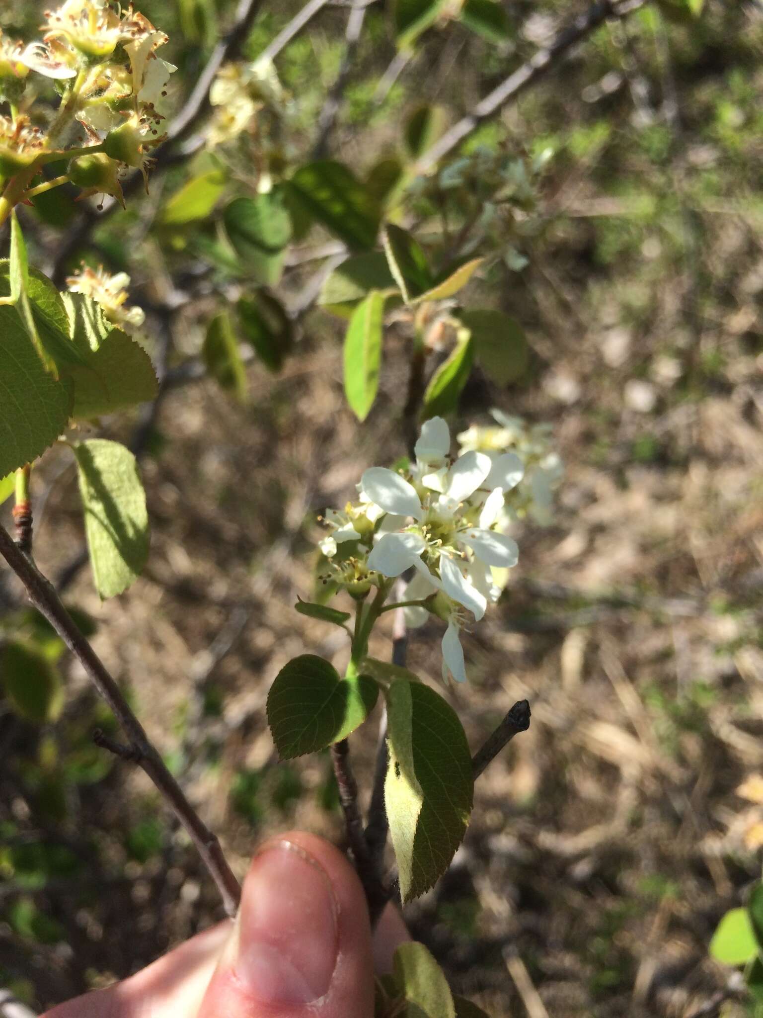 Image de Amelanchier humilis Wiegand