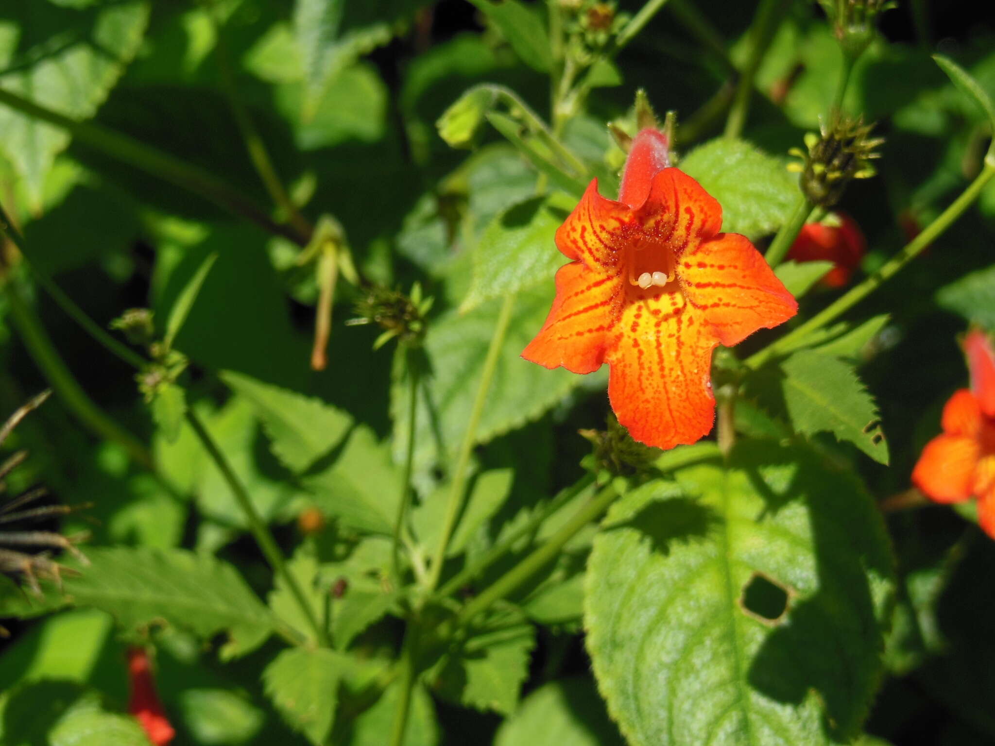 Image of Achimenes pedunculata Benth.