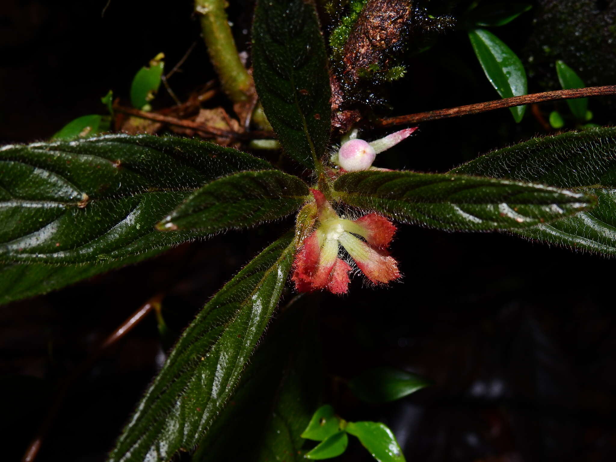 Imagem de Columnea calotricha Donn. Sm.