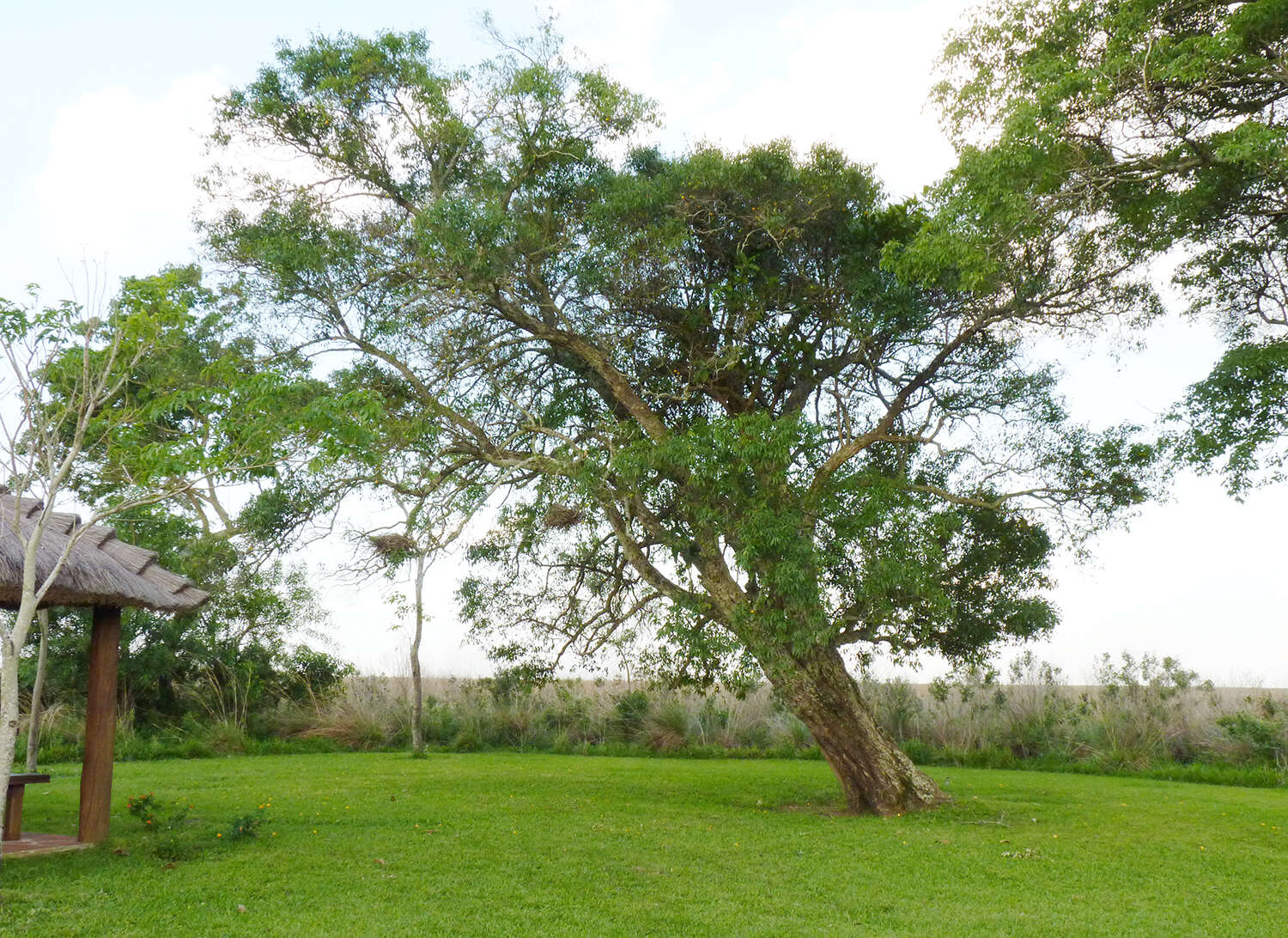 Imagem de Eugenia myrcianthes Niedenzu