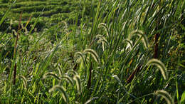 Image of Japanese bristlegrass