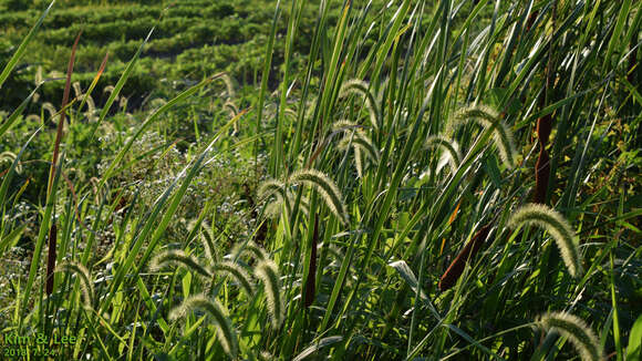 Image de Setaria faberi R. A. W. Herrm.