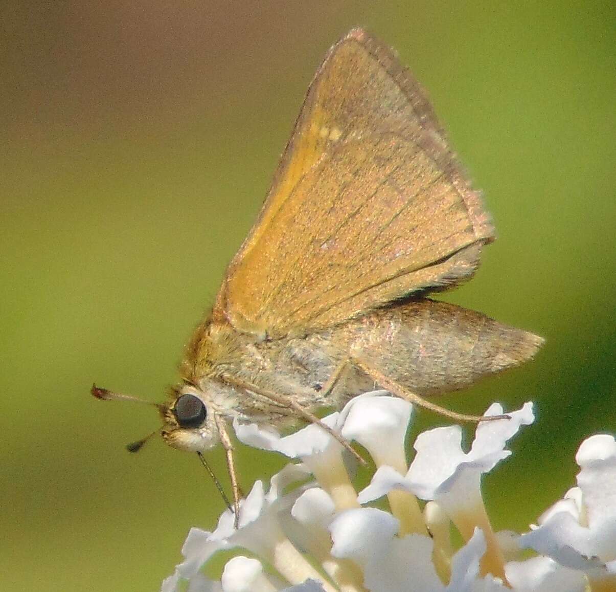 Image of Tawny-edged Skipper