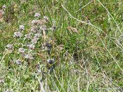 Image of horehound