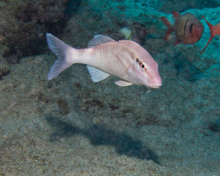 Image of Whitesaddle goatfish