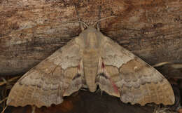 Image of Western Poplar Sphinx