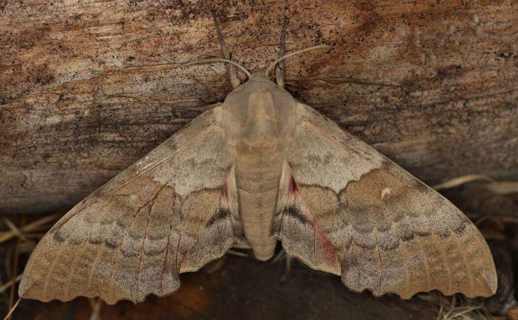 Image of Western Poplar Sphinx