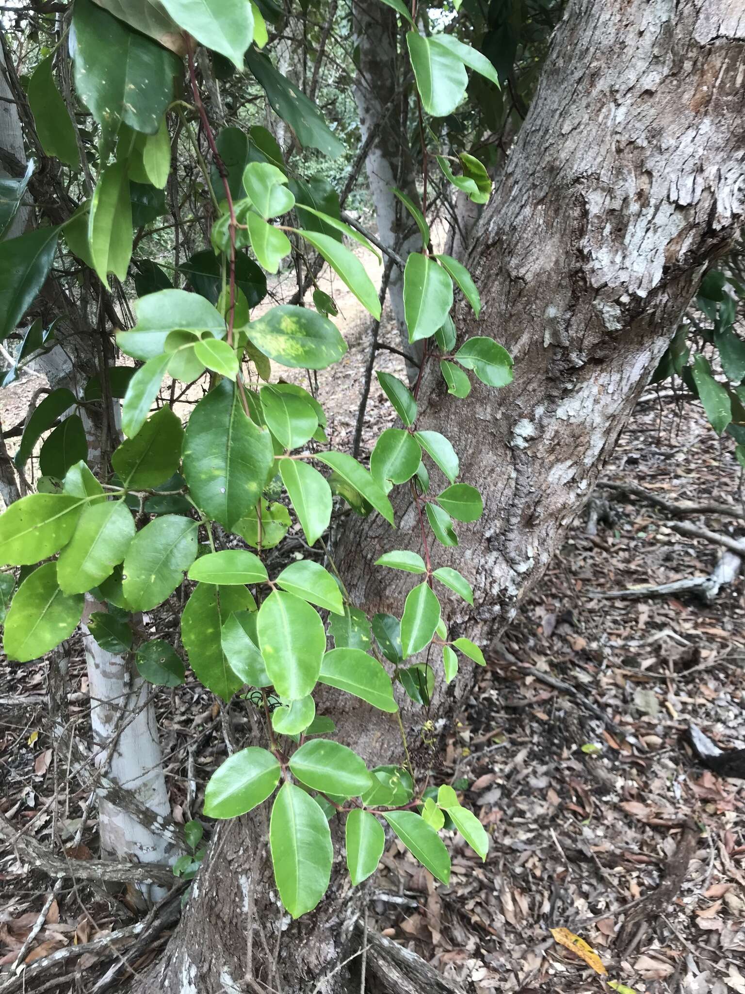 Image of Tetrastigma nitens (F. Müll.) Planchon