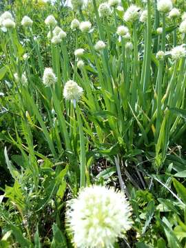 Image of welsh onion