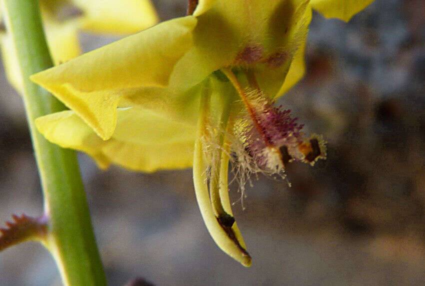 Image of Verbascum capitis-viridis Huber-Morath