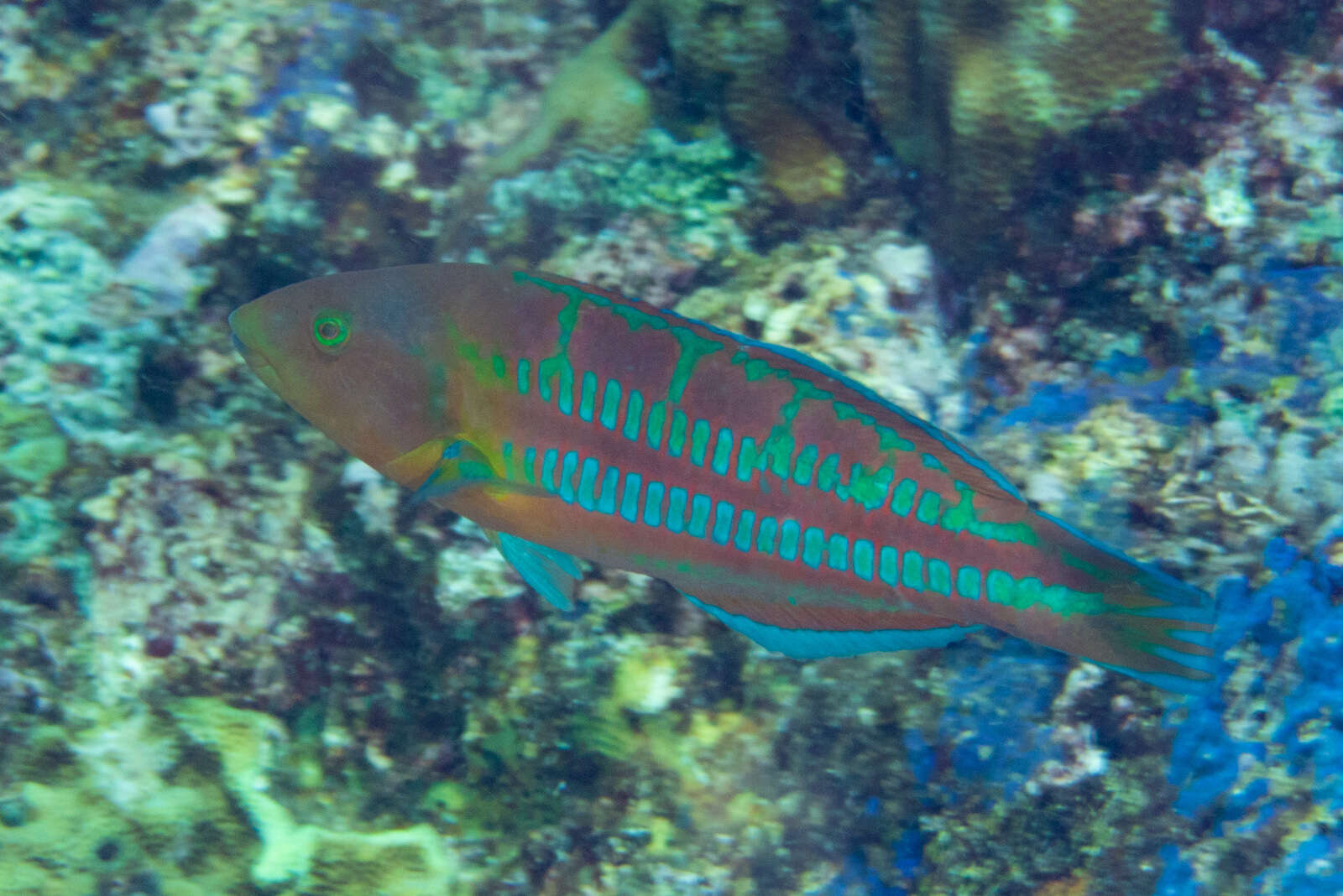 Image of Christmas wrasse