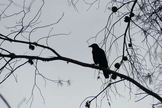 Image of Corvus corone corone Linnaeus 1758