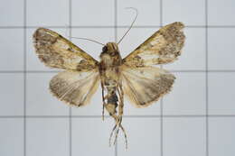 Image of Teliphasa nubilosa Moore