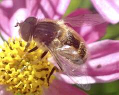 Image of Eristalis abusivus Collin 1931