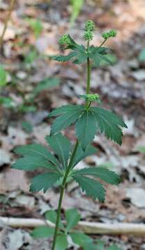 Image of Sanicula canadensis var. canadensis